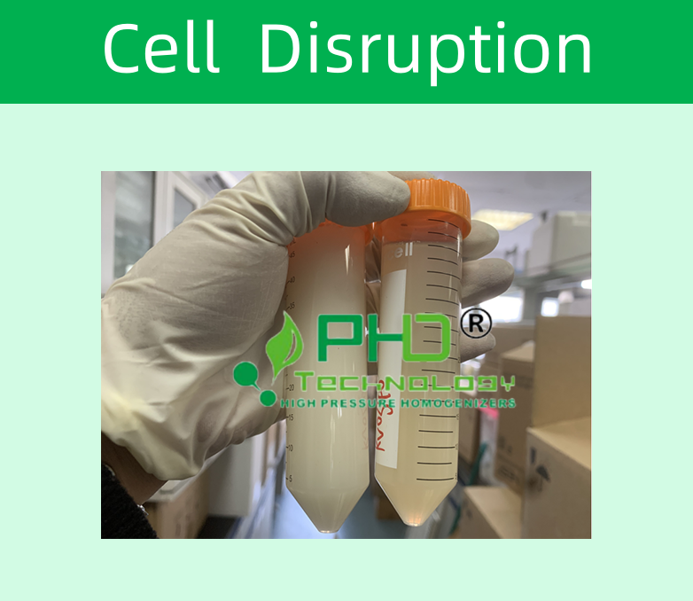 1-1 大腸桿菌782X678.png