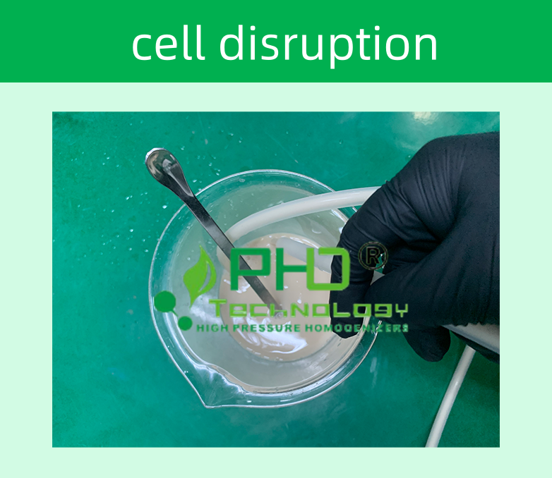 3-1 畢赤酵母782X678.png